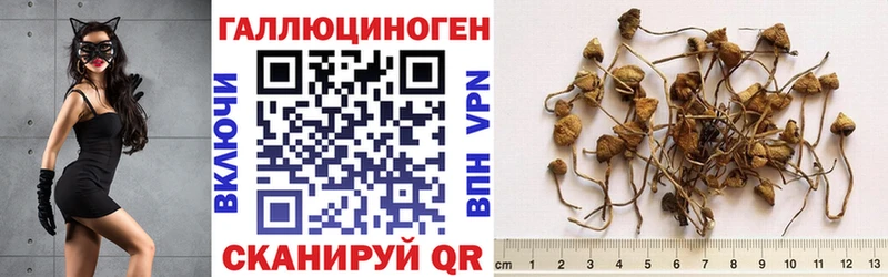 закладка Полевской Псилоцибиновые грибы ЛСД